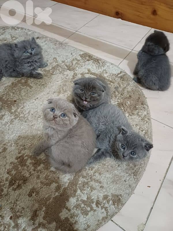 unique male scottish fold lilac colour 7