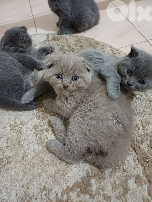 unique male scottish fold lilac colour 8