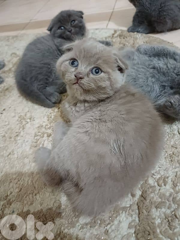 unique male scottish fold lilac colour 9