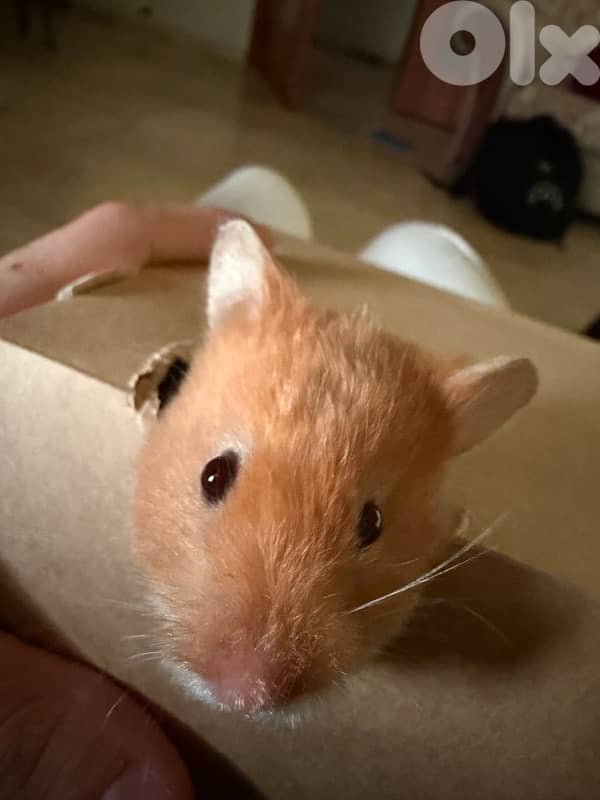 The best hamsters for you 9