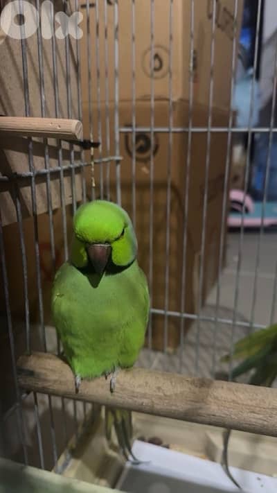 indian ringneck green male and female ( male sings )