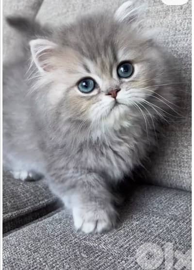 persian female 70485808