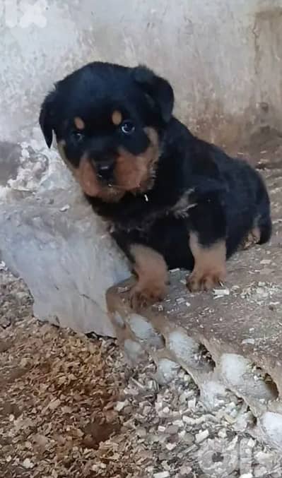 Puppy Rotwiler