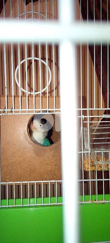 عصافير فيشر انثى وذكر مع ٦بيض