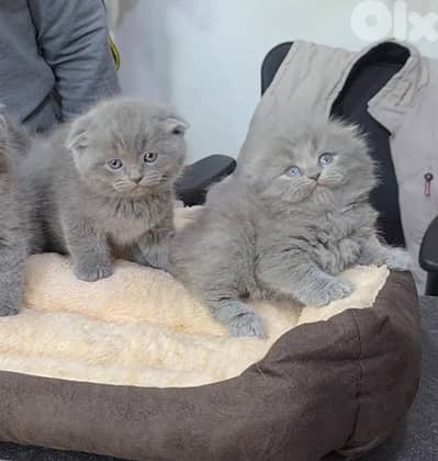 Scottish fold kittens