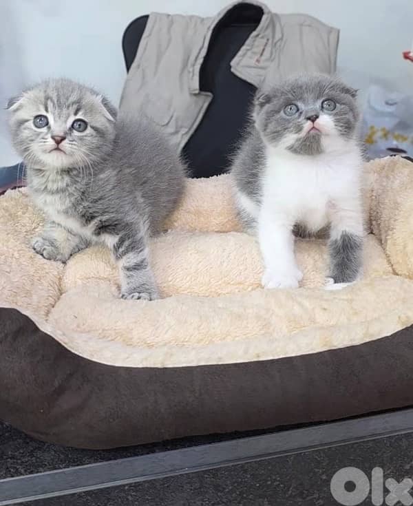 Scottish fold kittens 1