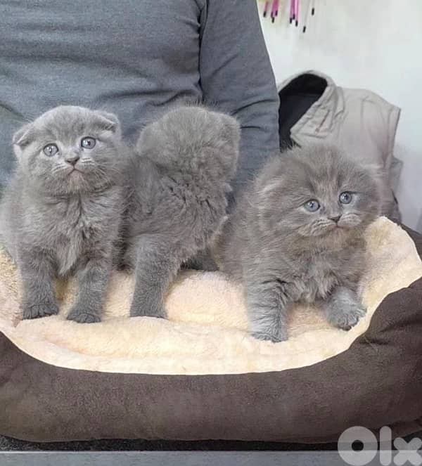 Scottish fold kittens 2