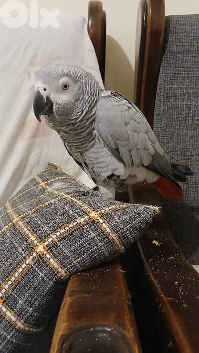 ببغاء كاسكو أفريقي للبيع مع قفص كبير و قفص صغير موجود فيديوهات