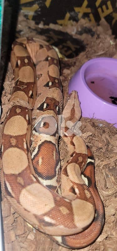 شارع الموسوي