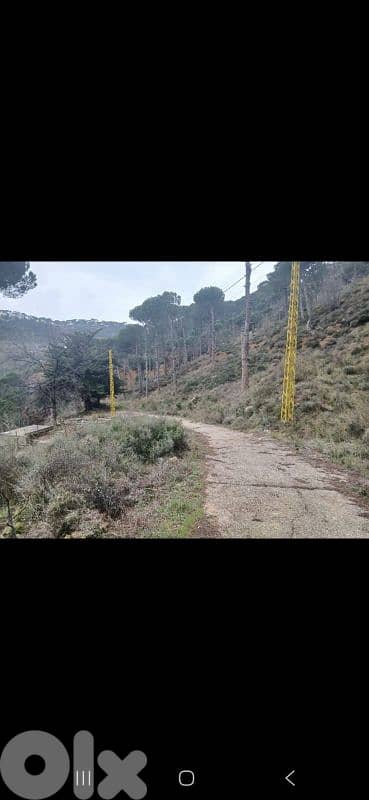 خنشاره بولونيا