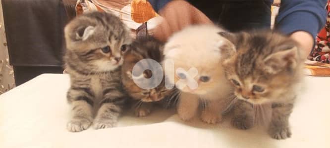 Scottish and British Cat