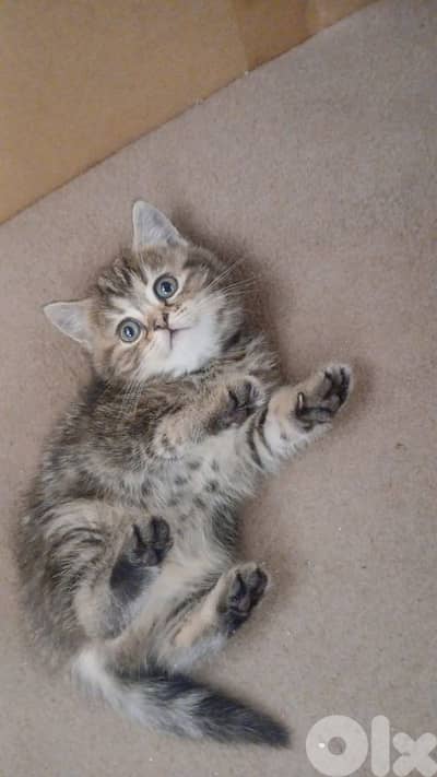 Scottish and British Cat