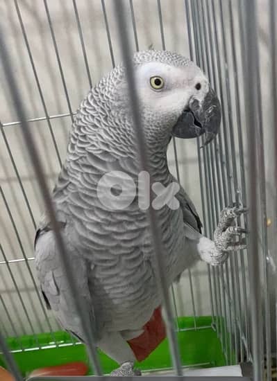 ببغاء كاسكو افريقي