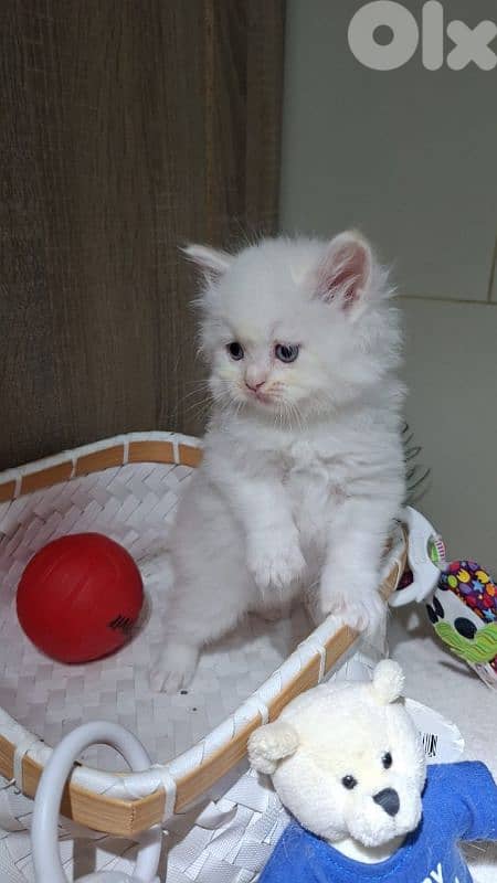 Persian kittens 1