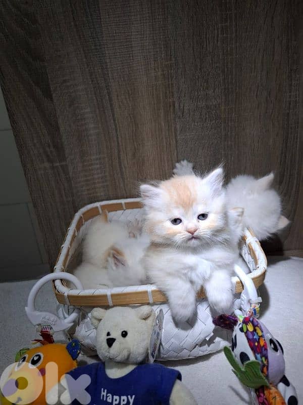 Persian kittens 2