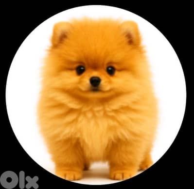 Pomeranian toy face teacup 70993656