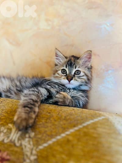 Playful & Healthy Kitten for Sale - Zahle