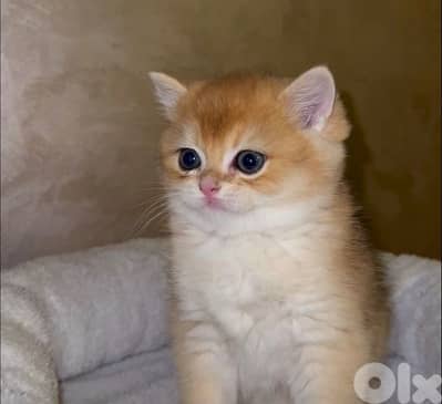 golden chanshilla ny 12