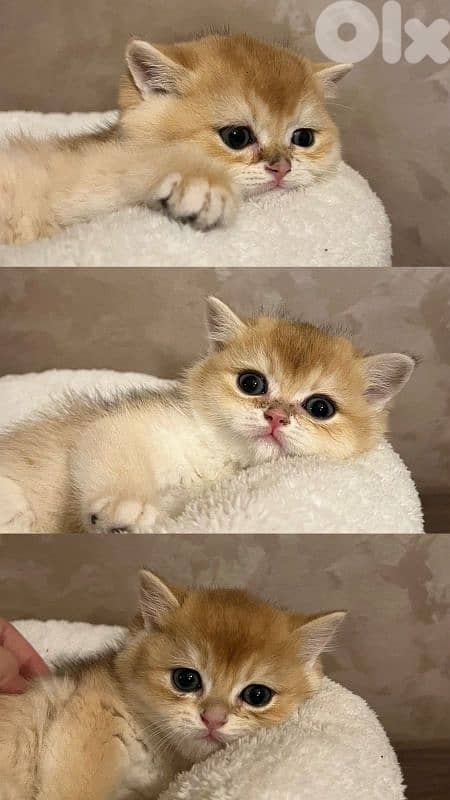 golden chanshilla ny 12 1