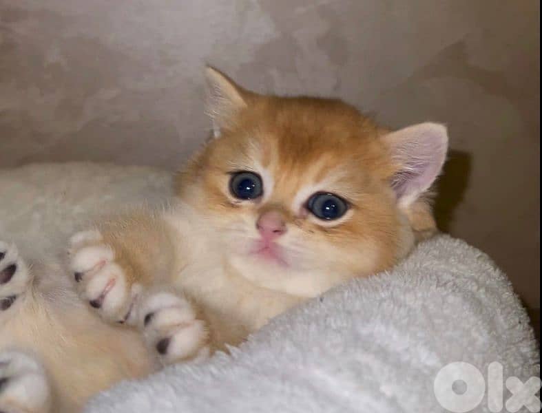 golden chanshilla ny 12 2