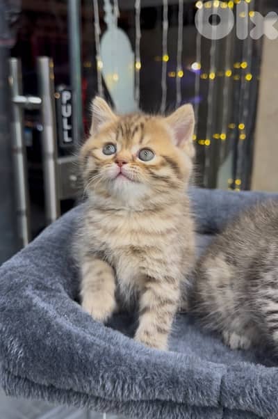 British Short hair (Golden tabby)