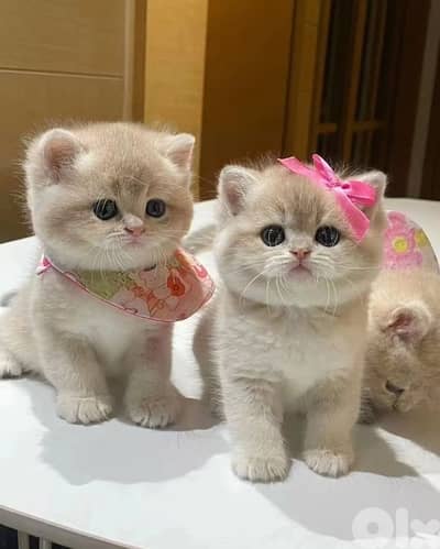 gold and brown 70485808