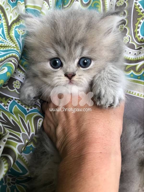 gold and brown 70485808 1