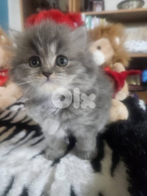 gold and brown 70485808 2