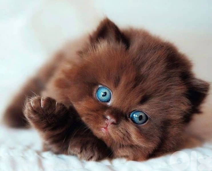 gold and brown 70485808 3