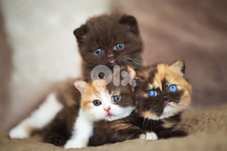 gold and brown 70485808