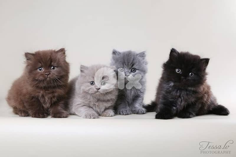 gold and brown 70485808 7