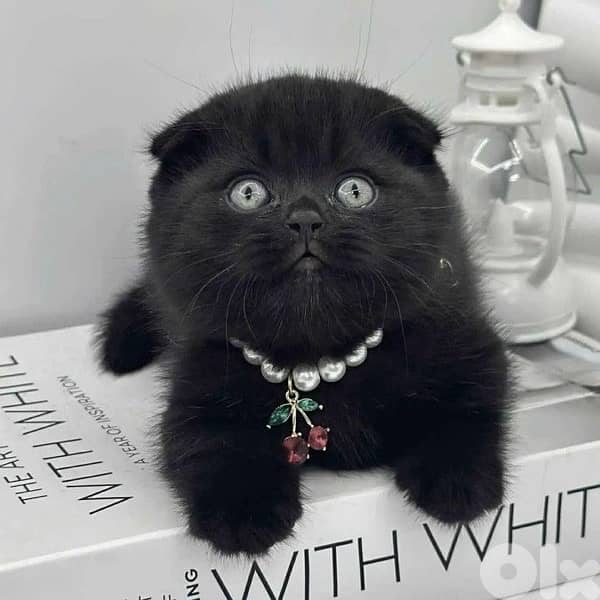 gold and brown 70485808 8