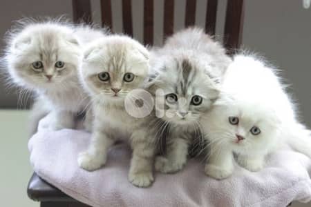 Scottish cinamon for contact 70485808