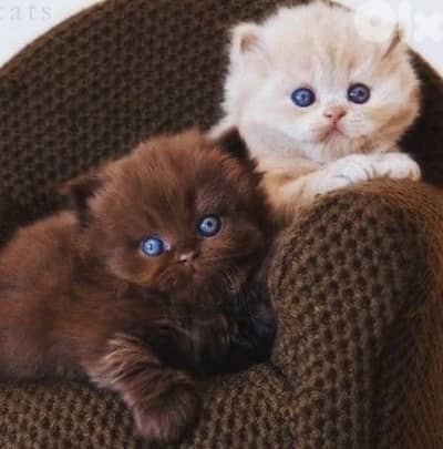 scottish female dark chocolate