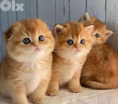 scottish and british gold