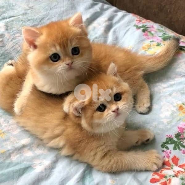 scottish and british gold 1