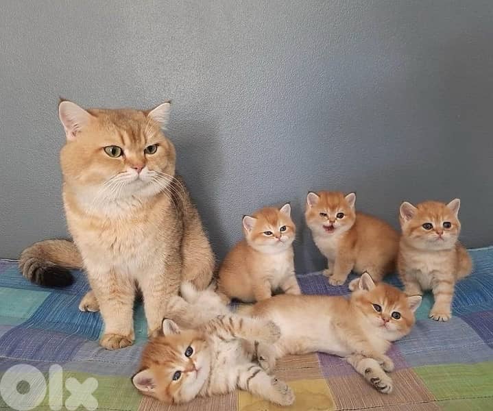 scottish and british gold 2