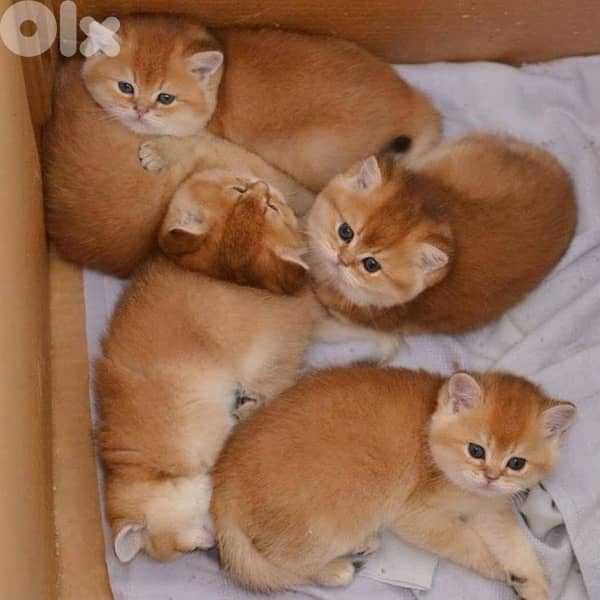 scottish and british gold 3