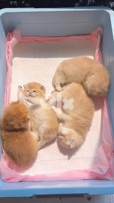 scottish and british gold 4