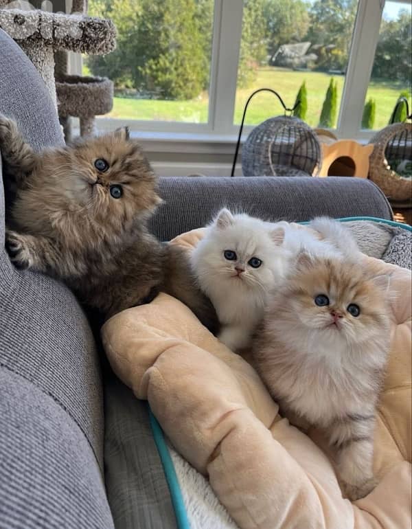 scottish and british gold 6