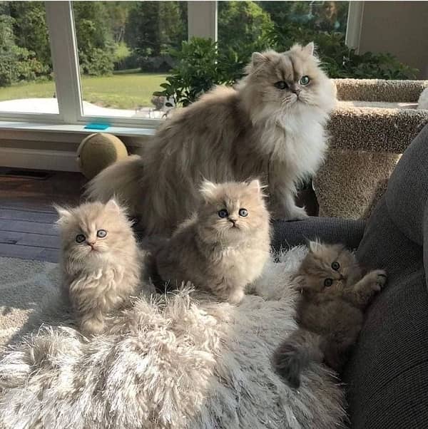 scottish and british gold 7