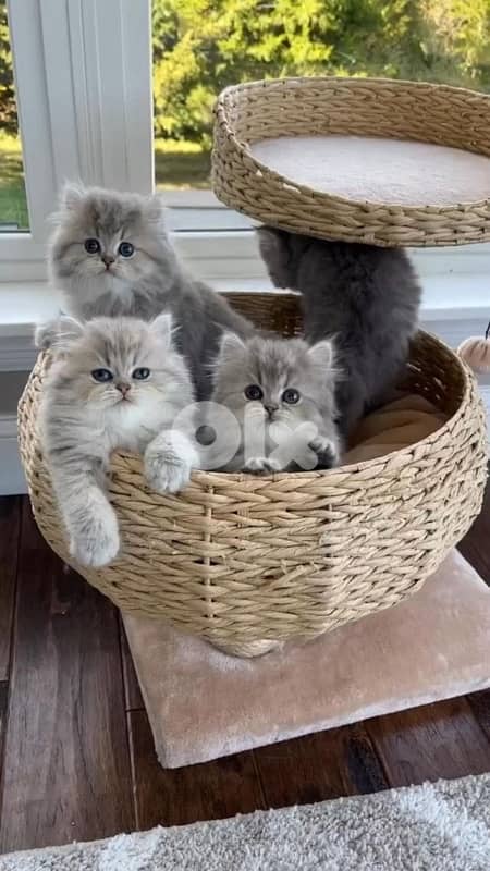 scottish and british gold 9