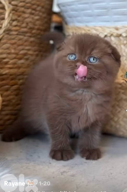 scottish chocolate 1