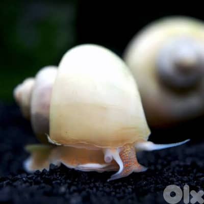 very big Fresh water snail contact on 03715867