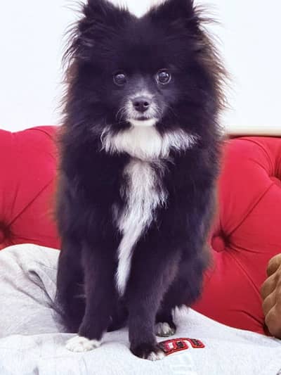 pomeranian