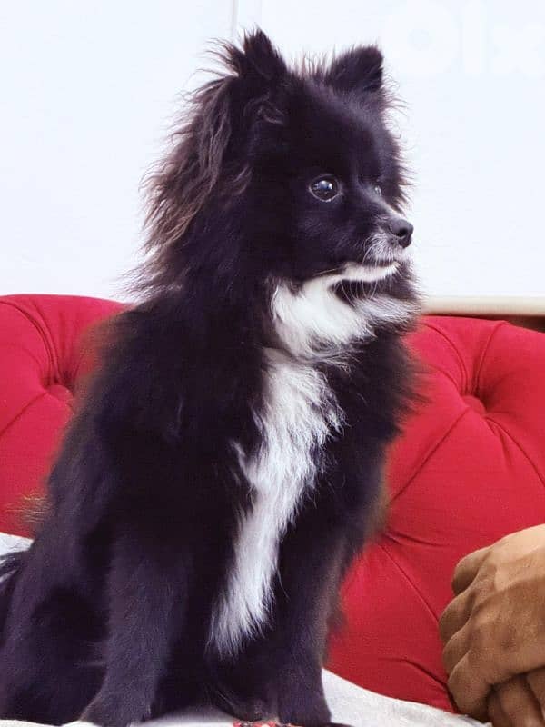 pomeranian 1