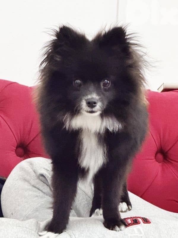 pomeranian 2