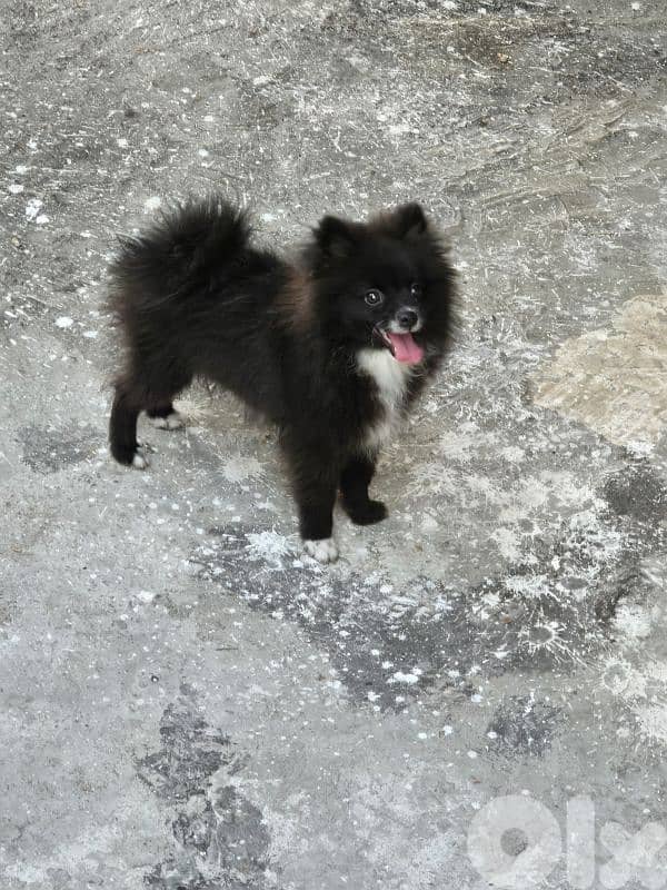 pomeranian 4