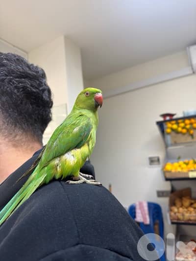 Friendly Tamed  Indian Ringneck Parrot dorra.   ببغاء الدرة الهندي
