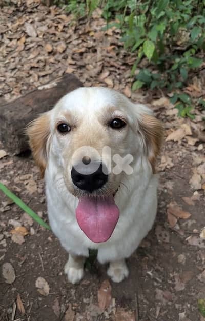 golden retriever 300